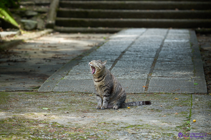 タムロン TAMRON 150-500mm F/5-6.7 Di III VC VXD Model A057